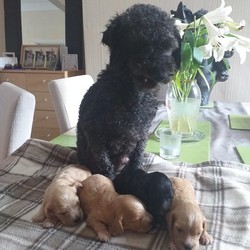 F1 COCKERPOO PUPPIES FOR SALE/Cockerpoo/Female/4 weeks,We have 4 beautiful little girl cockerpoo puppies looking for their forever homes,
Mum and dad are our family pets and the puppies are currently 3 weeks old so will be ready to go in 6 weeks .
All puppies come flead wormed microchipped and vaccinated .
A deposit secures the puppy so please call for more details .