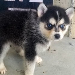 Boomer/Pomsky/Male/,“Hey! My name is Boomer and I'm ready for you to pick me, so that I can brighten up our home! I'm full of life and fun. I can be the best movie, walking, and cuddle buddy that you will ever come across! Both of my parents are exceptional examples of our breed. I will arrive to you healthy and with my vaccinations up to date, before wiping my paws on our welcome mat. Ready for a lifelong best friend? Well, I'm ready for my forever family!”