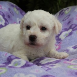 Riley/Bichon Frise/Male/,“My name is Riley. I am the sweetest puppy you will ever meet. I like to play by day and cuddle at night. I love to run and roll around outside. But, my favorite thing to do after a long day at play is to snuggle up on the couch next to my family and sleep as they pet my head. I will come up to date on my vaccinations and vet checked. Please call about me. I can't wait to meet you!”