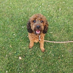 Stunning chocolate cavapoo/Cavapoo/Female/6 months,Winnie is looking for home.
She is
an intelligent playful six month old .
She still needs her training to be on going.
She is house trained.

She does travel well in the car.
She sleeps all night either in her grate or floor next to bed.
She's laid back but as soon as given the chance she wants to play.
Currently I'm walking her at park with her dad most days.
Unfortunately her owner has become to poorly to exercise her
also had to be in isolation .
It is with a heavy heart having to find her a new home.
But she needs to have that special bond with someone who can give her the life she deserves.
She's medium size , young children would be knocked over by her, so children over eight would be fine.
She had a hair cut due to the hot weather.she was very well behaved with the clippers.
Please email me for details

Of the life you have waiting for young dog
Many thanks
Please advise me of the price you would be happy
to pay.