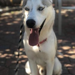 Adopt a dog:Rave/Siberian Husky/Male/Young,You can fill out an adoption application online on our official website.

Meet Rave who is about 1 year old and 50 pounds. He is very 