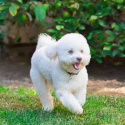 Adopt a dog:Teddy/Bichon Frise/Male/Adult,TEDDY IS NOT AVAILABLE FOR ADOPTION. HE IS A SPECIAL NEEDS PUP WHO NEEDS A FOREVER FOSTER AND SPONSORS

Hi there! My name is Teddy and I am a 7-year-old, 12-pound male bichon frise and I am looking for a special person to be my forever foster. I also need someone to sponsor me so my BROC family can continue to provide for me for the rest of my life. I am a loving, affectionate, sweet boy who loves to cuddle up close to you. I love belly rubs, giving kisses, chasing around the yard, and treats. Lots of treats!

Because I am sometimes fearful, I require lots of patience and love. I will do best with a single forever foster who will give me their undivided attention. I can be with another pup but I would rather be an only. I have had some scary things happen to me so I'm not instantly trusting. It takes me a little more time to accept other people but I'm surrounded by love so I'm learning to trust. I have been here at BROC for quite some time so my Auntie Em knows me well and recognizes my fear as well as my calm curiosity.

Because I require a very special forever foster, I am in need of sponsorship to help cover the cost of annual checkups, and a dental cleaning every six months. I also have a healthy appetite and I require regular grooming so your sponsorship would mean the world to me.
I have had regular annual health exams, I'm microchipped, neutered, and have a complete dental cleaning every six months. If you would like to meet me or sponsor me, please copy and paste the links below.

Sponsor Me: https://bichonrescueoc.org/sponsorship

Foster Application: https://bichonrescueoc.org/foster-application

In the struggle to cope with COVID-19 and its effects on our daily life, it has become necessary to suspend our customary application approval process. Scheduling your 