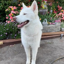Adopt a dog:MOLLY/Siberian Husky/Female/Young,Meet MOLLY, a 3 year old Siberian Husky.  If you remember seeing her up for adoption before, it's because she was adopted by a wonderful family but unfortunately as much as the family wanted to have their 