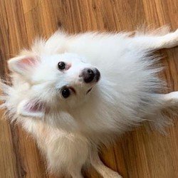 Adopt a dog:Kingston/Pomeranian/Male/Young,(WAITING LIST) Kingston is a 1-2-year-old 12lb white/cream Pomeranian. He is friendly, energetic, and happy go lucky. He loves to play, go on walks and cuddle. He does have a grade 2 patella that may need surgery in the future.