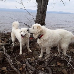 Adopt a dog:Roamin and TIlly/Great Pyrenees/Male/Adult,Meet Roamin (m) and Tilly (F)  BONDED PAIR  With a sad heart for all I am looking for another family for Roamin and Tilly..GREAT PYRS both of these babies were adopted thru me.Sadly their dad lost his life and mom can no longer care for them. Roamin is 3 will be 4 in Dec. 125 pounds. Tilly is turning 2 on 6/26 and she is 85 pounds..they have been besties since Tilly arrived 10 mos ago..They are sweet effectionate.perfect with dogs cats children and adults. I want them together. Are used to there dad taking them on big long walks at the lake they are strong. They also have a little anxiety when left alone but they both go in a crate together and they are fine. Both spay and neutered shots chipped.Dally's Hope 4 Paws Rescue Inc. MUST BE FAMILIAR W THE BREED!! INQUIRE dallyshope27@gmail.com. FYI dogs will be adopted out from my rescue in New York state I will not be shipping them states away I want them close.. THIS IS NOW URGENT!!  They are also inside dogs they will not be sent to work on a farm