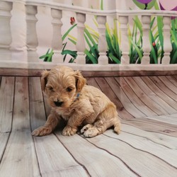 Adopt a dog:Maltipoo F1/Maltipoo//4 weeks, 4 days old ,I have a lovely 100% maltipoo was born.We have 4 beautiful Maltipoo puppies 2 girls 2 boys-apricot light and dark colours
These are true Maltipoos where Mum is the maltese with KC regster and dad is a toy red poodle 11 inch-how it should be as alot are poodles put to maltese

Mum is our family pet girl maltese called Pooly she has a perfect temperament and loves being around my children she is kc registered.
Dad is a handsome red toy poodle 
lives with us he is kc registered and is prcd-PRA hereditary clear

All puppies are being raised in my family home with my children and my dog. Puppies will be handled daily by me and my children 8 and 13 old,so all puppies will be well socialised .
They will come with first injection
Microchipped
Wormed upto date
Deflead as a precautionary measure
And will come with a puppy pack,
Blanket ( mum and siblings scent)
toys,bowls etc...
Puppys will be weaned onto royal cannin dry food for puppy from 4 weeks.
Will be ready for there new homes on or around the 15th of August.

dark apricot boy 3200
light apricot boy 3000 Sold
girls1 3200
girl 2 3000
We are here to help - any questions please call - we will send you more photos and videos
Some pics of her last litter to show you what they will look like
Will require a £300 non refundable holding fee for your chosen puppy i have.