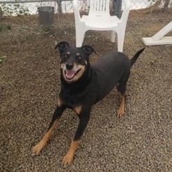 Adopt a dog:Rocco - SPONSOR ME/Miniature Pinscher/Male/Adult,We are asking our supporters to sponsor this boy in the meantime. He is a gentle boy that just adores our trainers and staff so please Help us continue to care for him and all of the other animals at Pets Alive by sponsoring your favorite! http://petsalive.org/sponsor.html

*Cat Free Home
*Single Dog Home
*Adult Only Home