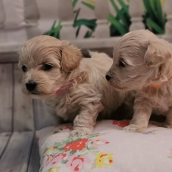 Adopt a dog:Maltipoo F1/Maltipoo//4 weeks, 4 days old ,I have a lovely 100% maltipoo was born.We have 4 beautiful Maltipoo puppies 2 girls 2 boys-apricot light and dark colours
These are true Maltipoos where Mum is the maltese with KC regster and dad is a toy red poodle 11 inch-how it should be as alot are poodles put to maltese

Mum is our family pet girl maltese called Pooly she has a perfect temperament and loves being around my children she is kc registered.
Dad is a handsome red toy poodle 
lives with us he is kc registered and is prcd-PRA hereditary clear

All puppies are being raised in my family home with my children and my dog. Puppies will be handled daily by me and my children 8 and 13 old,so all puppies will be well socialised .
They will come with first injection
Microchipped
Wormed upto date
Deflead as a precautionary measure
And will come with a puppy pack,
Blanket ( mum and siblings scent)
toys,bowls etc...
Puppys will be weaned onto royal cannin dry food for puppy from 4 weeks.
Will be ready for there new homes on or around the 15th of August.

dark apricot boy 3200
light apricot boy 3000 Sold
girls1 3200
girl 2 3000
We are here to help - any questions please call - we will send you more photos and videos
Some pics of her last litter to show you what they will look like
Will require a £300 non refundable holding fee for your chosen puppy i have.