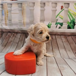 Adopt a dog:Maltipoo F1/Maltipoo//4 weeks, 4 days old ,I have a lovely 100% maltipoo was born.We have 4 beautiful Maltipoo puppies 2 girls 2 boys-apricot light and dark colours
These are true Maltipoos where Mum is the maltese with KC regster and dad is a toy red poodle 11 inch-how it should be as alot are poodles put to maltese

Mum is our family pet girl maltese called Pooly she has a perfect temperament and loves being around my children she is kc registered.
Dad is a handsome red toy poodle 
lives with us he is kc registered and is prcd-PRA hereditary clear

All puppies are being raised in my family home with my children and my dog. Puppies will be handled daily by me and my children 8 and 13 old,so all puppies will be well socialised .
They will come with first injection
Microchipped
Wormed upto date
Deflead as a precautionary measure
And will come with a puppy pack,
Blanket ( mum and siblings scent)
toys,bowls etc...
Puppys will be weaned onto royal cannin dry food for puppy from 4 weeks.
Will be ready for there new homes on or around the 15th of August.

dark apricot boy 3200
light apricot boy 3000 Sold
girls1 3200
girl 2 3000
We are here to help - any questions please call - we will send you more photos and videos
Some pics of her last litter to show you what they will look like
Will require a £300 non refundable holding fee for your chosen puppy i have.