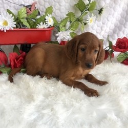 Molly/Irish Setter/Female/,“Hello! My name is Molly, and I’m super excited to meet you! I can’t wait to join your family and go on adventures with you. I love to play. I also like to snuggle up next to you for a quiet nap, especially on those rainy days. I come up to date on vaccinations and vet checked, so I will be healthy, happy, and ready to come to my FUR-ever home! So go ahead and pick me for a lifetime of puppy kisses and love. Don’t wait!”