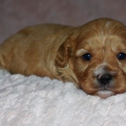 Patsy/Cavapoo/Female/,Wow! What a cutie you have found here! This little girl will be sure to steal your heart away with just one look into those puppy eyes. Patsy is as sweet as they come and will be that perfect cuddle buddy you have been looking for. She is always the first to want to lay right up with you when it’s time to settle down and relax. Patsy will be sure to come home happy, healthy, and ready to fill your home with her puppy love. She will be up to date on her puppy vaccinations and vet checks just in time to come home to you. What are you waiting for? You have found the perfect princess right here.