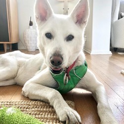 Adopt a dog:Hartley/Husky/Male/Adult,Darling Hartley aka “greatest dog in the world” per his temp foster dad is still in need of a long term foster or forever home! He is 60lbs, 5/6yrs old, neutered and is so cute it’s ridiculous. He is mostly husky with a itty, bitty bit of asian breed. 

•

Hartley is a boy of simple pleasures and he has the time of his life. He gets to go to the park, the beach, and friends’ houses where he gets loved on by so many people. He may need a little extra care due to his medical needs (insulin & food every 12hrs, thyroid pill) but because of his easy going nature - so many other things are easy. He is a good boy about his insulin shots, in the car, at vet, in new environments, loves all humans including kiddos, and even tolerates nail clips and baths! More than getting along with other doggos, Hartley needs canine companionship to know he’s not alone as he does have isolation anxiety (fear of being alone). He is sight impaired and having another doggo simply helps reassure him. 

•

Hartley is so special because he loves so hard it’s impossible not to fall for him. He has all the reason to be slow to trust but he is so endearing! He will whine for attention because he’s figured out it’s so cute that most people can’t help but to give in. However, he does mellow out once ignored. We can’t blame him for trying!  He is of gentle, calm energy but can be playful, too once he’s settled in. 
?

?•
?
To adopt Hartley: please visit our website to complete an adoption application: www.twodogfarms.com/adopt
•
For foster: www.twodogfarms.com/foster
•



Contact us for more information, and visit our website to complete an adoption application form:

www.twodogfarms.com/adopt

Adoption fees are $350.00.

info@twodogfarms.com