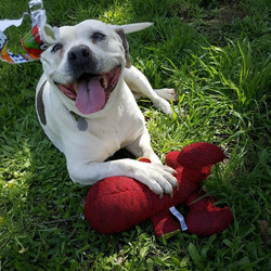 Adopt a dog:Tutu Tushy/American Bulldog/Female/Adult,THIS DOG IS AVAILABLE TODAY!

FOR INFORMATION ON THE ADOPTION PROCESS, APPLICATIONS & ADOPTION FEE, PLEASE VISIT:

www.GhettoRescue.org

Meet Tushy Tutu!  Just look at that smile. :D This beautiful spirit is a solid gal at a playful 55 pounds. She's an active adult, likes other dogs, but would be best with mellow medium to large dogs as she's quite clunky. At times, she is focused on shadows, even in the car, possibly from someone using a laser pointer as a 