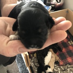 Adopt a dog:Cutiest Shihpoo cavatese puppies/Shihpoo cavatese/Female/8 days,1 week old puppies 
2 black bitches available 
One has white feet and white chest and bib 
Other white bib and chin 
Both gorgeous and only 1 week