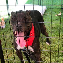 Adopt a dog:Brody/Mastiff/Male/Adult,Meet Brody,

He was abandoned at a veterinary animal hospital. He does great with people but does not do well with smaller dogs. He knows basic commands and is potty trained. He does great on the leash. If interested please fill out an adoption application.