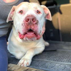 Adopt a dog:Chance/Dogo Argentino/Male/Adult,CHANCE IS 100LBS OF PURE LOVE WHO WE RESCUED FROM JUST HOURS BEFORE HE WAS SET TO BE KILLED AFTER BEING LEFT IN THE OVERNIGHT DROP. NO ONE HAS TOLD HIM HE’S TOO BIG TO BE A LAP DOG.

HE SPENT 3 WEEKS IN BOARDING AN TRAINING TO WORK ON OBEDIENCE AND SOCIALIZATION.

HE IS FULLY POTTY  AND CRATE TRAINED. HE IS GOOD WITH DOGS WHO HAVE A CALM AND EASY GOING ENERGY.

CHANCE IS AVAILABLE FOR ADOPTION. FILL OUT OUR ADOPTION APPLICATION IF YOU’D LIKE TO MEET HIM.