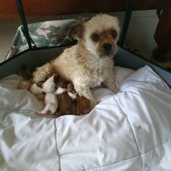 Male/Female Shih Tzu is available for adoption
