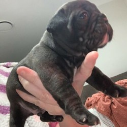 Adopt a dog:French bulldog puppies/French Bulldog/Male/Female/Younger Than Six Months,We have two gorgeous puppies availableFawn female and black brindle male.Dad is red fawnMum is black brindleThey are 3 weeks old now and will be ready to go to new home on the 29th of August.Priced from $5500They will have vet health check before they leave, also microchipped, vaccinated, wormed.These little guys will be registered with MDBA Kennels and come with pedigree papersThere has been so much love poured into these beautiful pups, we want them to go to the best home where they will be very much loved and adored.
