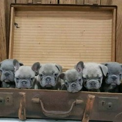 Adopt a dog:French Bulldog Puppies for Sale/French Bulldog/Male/Female/Younger Than Six Months,Lilac, Lilac Fawn, Lilac Fawn Sable french bulldog puppies ready to go to their forever home.Clear of all hereditary diseases.Vaccinated,micro-chipped and comes with pedigree papers.Ready to go on 02/08/2020Price varies from $6k-$8kMDBA#12935BIN#4004556570
