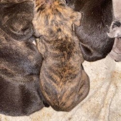 Adopt a dog:1 Great Dane x puppy/Great Dane//Younger Than Six Months,1 brindle female Great Dane x puppy for sale.( NOT dog poo in the photos it’s food )Mum - Great Dane x bull ArabDad - ridgeback xBorn - 10th JulyReady to go - 10th DecemberWill come wormed, flea , microchipped and vaccinated.She’s a gorgeous pup looking for her forever home!