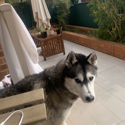 Beautiful Trained husky dog /Siberian Husky//Older Than Six Months,- Toilet trained- Quiet- Well behaved- Gets along with kids- Microchipped- Vaccines up to date- Happy to send more pics or visit before buy- includes bed, bed sheet, toys, leash, water bowl food bowl, and car seat belt.- Open to negotiation