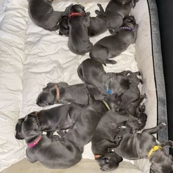 Bandog puppies//Male/Female/Younger Than Six Months,Bandog puppies for sale, DOB 12-07-2020BIN NO : BIN0005973623009Pups will be ready for homes on the 6th September.We have 9 females & 4 males all healthy.Please not these are real bandogs, they are not pretend guard dogs . They are not fluffy poodles. Please do some googling about these guys or give me a call if you like.!Mum has been fed royal canin puppy food, premium chicken, beef and lamb dogMince, chicken & turkey necks, coconut oil, sardines, raw eggs and supplemented calcium syrup throughout pregnancy and durin breast feeding.Mum has been wormed and pups will be every two weeks.They will come microchipped and with their first vaccination.Also be aware, large breed dogs are not cheap. We allow $50 a week per dog. Covering everything from registration, food, worming, tick treatment etc.These dogs are simply amazing with children, extremely gentle and protective of their little humans/ family and home.Puppy training. Puppy preschool will not be adequate. Waste of time really. Again ask me about this I can explain in depth if you like. They are very intelligent.Personal protection/ home guarding training. These guys thrive doing this. it teaches them impulse control and also commands and obviously how to guard your home with complete accuracy at your command. Ask me about this also if you like.We send them home with a little pack containing 4kg of the food they have been brought up on, royal canin maxi puppy food. We do this so you have enough to transition them to your desired food if you wish to change.A good quality dog bowl.And mostly, a comfort blanket that has mums scent on it.We are far from a puppy farm. Our dogs are our best mates, we only wish for them to go to amazing homes. That being said at any stage if you are unable to keep your pup or thinking of re homing, we will take them in and re home them for you as we would much prefer look after them then sending to rspca or so on.Add a 0 to advertised price. Price is non negotiable, a lot of time and effort goes into what we do here.Pups all come with basic training.Any questions please don’t hesitate to give me a call or text.If you would like to head over to Facebook or instagram and check out our page and to follow any updates on the pups feel free. Give us a like.We have many photos of mum and some pups from previous litter.“Coastal bandogs”ThanksBrent
