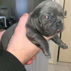 Adopt a dog:french bulldog puppy/French Bulldog//Younger Than Six Months,taking express of interest on these puppies they will be available on the 20/8/20i have available 6 puppiesblue fawn/blue fawn tan males $6500 pet price1xblue fawn/tan female (pink ribbon) $8500 mains1xblue female (purple ribbon)all pups will be regularly wormed and microchippedregistered breeder with MDBA#15530