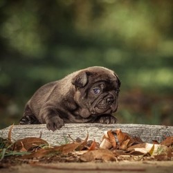 French Bulldog - Black Females/French Bulldog//Younger Than Six Months,Expressions of interest are being taken for our adorable little Black French Bulldog girls available to pet homesReady to join their new family as of the 6th September, 2020Puppies come;