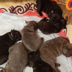 Adopt a dog:French bulldog puppies call Alen on ******** 599/French Bulldog/Male/Female/Younger Than Six Months,French bulldog pup 4 mnths old.. for sale ......please contact Alen on ******** 599 ...MDBA 19022 REVEAL_DETAILS 