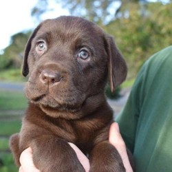 Adopt a dog:Labrador Pups, Chocolate, Pedigreed/Labrador Retriever/Male/Female/Younger Than Six Months,***Thank you to everyone who has enquired or completed an application. At this stage both puppies are reserved. Please watch our Facebook page, Terranor Labradors for puppy news**** REVEAL_DETAILS We have a stunning litter of chocolate puppies. We have 1 male and 1 female puppy available. They will be microchipped, wormed to schedule and have their first vaccination. Their parents have been hip and elbow scored and are genetically tested so they can never be affected by EIC, PRA or any of the diseases on the Orivet specific breed panel. These puppies will be carefully raised and weaned to a raw diet. They are being handled daily and will be exposed to noise and other animals including our other dogs, a cat, chickens, horses and abundant wildlife.Our puppies go home at 8 weeks of age with Pedigree Papers on the limited register with the MDBA, 6 weeks free pet insurance, a puppy pack and food for a few days. If you are interested in making one of these babies a part of your family, please message with your email address so a puppy application can be sent. We will not be flying pups interstate.We have many dogs placed with families as assistance dogs and companion dogs to children with autism. Our dogs have been trained as PTSD assistance dogs with Defence Community Dogs and as Education Assistance Dogs in schools. We have a growing number of dogs who have graduated as assistant dogs. The temperament of our puppies make them suitable for these positions.If you are interested in one of our babies, please message with an email address and we can send a puppy application. NO CALLS OR TEXTS WILL BE ANSWERED.Registered breeder with MDBA #13666