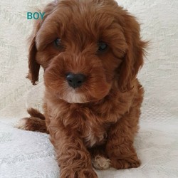 Ruby red Cavoodle puppys/Poodle (Toy)//Younger Than Six Months,Darling sweet and the most adorable colours!8 weeks old and ready for their new families.Males and females availableFirst Vaccination completeMicrochippedFlea and wormed and heartworm treatment up to datePuppy pack to start you off with your sweet new babe.Interstate transport may be able to be arrged depending on location.Good with children and other dogs. A perfect addition for your family or as a companion or therapy dog.Rpba 205991003000437107991003000437018991003000437019991003000437015991003000437074