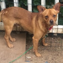 Adopt a dog:Benjamin/Pomeranian/Male/Young,Benjamin was one of the most shy and 