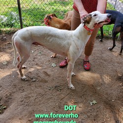 Adopt a dog:DOT/Greyhound/Male/Adult,Children 8 and older for all of our dogs, no exceptions. 
Application to adopt is located on the website www.foreverhomegreyhounds.com

DOT, is a beautiful white male with brindle ears and a brindle kissing spot on his head. 
DOT is 2 1/2 years old, and a real sweetheart ?