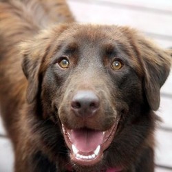 Adopt a dog:Dakota/Chesapeake Bay Retriever/Female/Baby,•	Adult home
•	Fenced yard
•	hip and elbow dysplasia 

Please read Dakota’s requirements in a forever home below and only inquire/apply if you fit that criteria.

Dakota is a strikingly beautiful 1 year old, female, 64 lb., Chesapeake Bay Retriever/Australian Shepherd mix. Her thick coat is chocolate brown, with the most stunning red highlights.

Bold and playful, Dakota can often be seen enthusiastically playing and horsing around with her canine foster mates, happily running around the yard chasing and being chased.  Intelligent and fun, this gal enjoys playing fetch (including in the pool) and is quite the swimmer; she also loves catching the water in her mouth when the hose is turned on. Dakota is connected to her people and attentive to where her humans are and what they are doing. She often follows her foster mom, settling by her feet as she works.  This silly girl loves taking all of her toys out of her toy box (especially after her foster mom puts them away!).  After a long day of activity, Dakota likes to settle on the couch near her humans and spends the night sleeping in her foster parents' bed.

Dakota is house trained and knows basic commands. This is a girl who is loyal like a Retriever, enjoys activity and play, and with proper exercise and stimulation is just a delight to have around. She needs a home with a large fenced yard and an active canine playmate her size or larger.  Since Dakota can be mouthy and overeager, we will not consider applications with young children for her. 

Please note that Dakota has hip and elbow dysplasia and is currently on a medical management plan. She will only be adopted to a home that is committed to continuing this care.


Thank you so much for your interest in adopting a dog from A New Chance Animal Rescue (https://anewchancear.org). We are a 501c3, tax deductible organization. ANCAR is a foster-based rescue, and we adopt within a 90 mile radius of Bedford Hills, NY.  You will find the adoption application here:(https://anewchancear.org/adopt/adoption-application/).
Please read about the adoption process (https://anewchancear.org/adopt/adoption-process/) so you'll know what to expect when you submit.  All fields on the application must be completed in order for our volunteers to process it (https://anewchancear.org/adopt/adoption-application/) 

Our dogs are in foster care and we do NOT have a shelter or boarding facility. AN APPLICATION MUST BE COMPLETED IN FULL AND APPROVED BEFORE A DOG CAN BE MET. This is a firm policy. Our busy volunteers are not able to respond to questions about the dog or dog meeting requests in the absence of an application.  We know these dogs very well because they are in foster care, so please read the profiles of the dog(s) you are interested prior to submitting.  If there are specific requirements stated (ie: Fenced Yard or Canine Friend Required) these are included because they are vital to the happiness, health and safety of that dog. 

We are only able to save as many dogs as we have foster homes (https://anewchancear.org/foster/faqs/) and resources for. We provide medical care including vaccinations, testing, deworming, spaying/neutering,  and microchipping before transporting our dogs. Then, we provide all supplies, preventatives and any follow up vet care necessary while they are in foster care. These costs are high and the number of lives we can save is entirely dependent upon donations from people like you. We do not receive funding from private foundations or government sources, so if you can find room in your heart to help us, with any amount, we are truly grateful (https://anewchancear.org/help/donate/). We are a 501c3 organization, so all donations are tax-deductible. It is only through the kindness of supporters like you that we are 'changing lives...one tail at a time' by providing our dogs with 'A New Chance.' (https://anewchancear.org) 

Thanks so much.