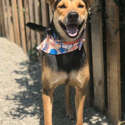 Adopt a dog:Hedley/Australian Kelpie/Male/Young,weet 38lb, 2 years old boy, neutered, all shots, looking for loving home. we are only able to answer emails that include zip code, phone number, previous dog experience and expectation/wish list of new dog.
All dogs are fostered in private homes, there is no facility open to public. Home visit would be arranged for matched application.
We encourage everyone to visit public shelters, and save another dog's life.