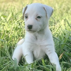 Kitty/Jack Russell Terrier/Female/,“Hi there; my name is Kitty. I am silly and sweet as can be, and I am sure that I will make that perfect addition to your loving family. My favorite things to do are giving kisses, napping, and of course being a great friend. I am a very happy puppy as you can tell. I know I will make you smile. I am looking forward to going to my new home. I will be sure to be up to date on my puppy vaccinations and vet checked from head to tail, so we can go on those long walks together. If you are looking for a puppy that will make you laugh and smile, then look no further. I am the best at making people smile.”