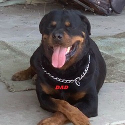 Rottweiler pup/Rottweiler//Younger Than Six Months,Purebred Rottweiler bitch. 8 weeks old 30/08/20. Full vet check, 1st vaccinations, wormed fortnightly, microchipped. Parents available to view-have DNA and Genetic Report. Ready to go to her forever home. BIN0007888806346. Call Paul ******** 585 Dalby QLD REVEAL_DETAILS 