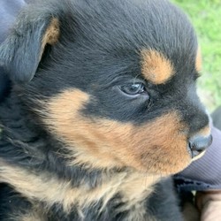 Rottweiler pup/Rottweiler//Younger Than Six Months,Purebred Rottweiler bitch. 8 weeks old 30/08/20. Full vet check, 1st vaccinations, wormed fortnightly, microchipped. Parents available to view-have DNA and Genetic Report. Ready to go to her forever home. BIN0007888806346. Call Paul ******** 585 Dalby QLD REVEAL_DETAILS 