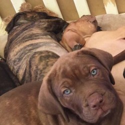 Neapolitan mastiff x bullarab pups/Neapolitan Mastiff/Male/Female/Younger Than Six Months,Beautiful natured neo x bullarab puppiesReady to go to there forever Homes todayPlease let me know if u are interested in male or female and I will send photosMicrochipVaccVet checked