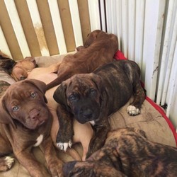 Neapolitan mastiff x bullarab pups/Neapolitan Mastiff/Male/Female/Younger Than Six Months,Beautiful natured neo x bullarab puppiesReady to go to there forever Homes todayPlease let me know if u are interested in male or female and I will send photosMicrochipVaccVet checked