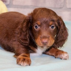 Everitt/Dachshund/Male/,“Hi, my name is Everitt. I am so anxious to meet my new forever family. Could that be with you? I sure hope so. I am a gorgeous puppy with a personality to match. I am also up to date on my vaccinations and vet checked from head to tail, so when you see me I will be as healthy as can be. I will be the best friend you’ve dreamed of. I promise you won’t regret it. I will love you, kiss you, and teach you to play so be sure to choose me today!”
