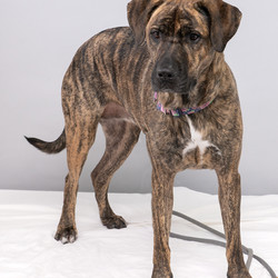 Adopt a dog:Izzy/Mastiff/Female/Adult,Izzy was surrendered to NCCR as she would dart out the door and run off any chance she could get.  She is a 3 year old Mastiff/German Shepherd mix.  Izzy is friendly with people and we are told she gets along with dogs, cats  and kids. A fenced yard is strongly preferred due to her tendency to take advantage of any opportunity to slip out the door.   Training to eliminate this behavior is recommended for Izzy's safety in her new home.  

Izzy is spayed, vaccinated and microchipped. Her adoption fee is $190.00. (cash or check only, we are unable to accept credit cards)

If you think you might be interested in adopting, your first step should be to complete an adoption application. APPLICATION to ADOPT: Copy and paste this link in your browser to view and complete the application https://forms.gle/NghtT4WTNiaZu7Cg9. You can also select the link, right click and choose open in a new window.

We do adopt out of state, however we do not transport or ship dogs.  Potential adopter must be able and willing to travel to the Rescue to meet the dog they are interested in.  

*PLEASE double check all of the phone numbers that you provide as if they are incorrect, we will be unable to process your application.  Please also let your references know that someone from NCCR will be calling them. Most adoption team members call from their personal phone so advise your references that there may be an unknown number or a private number calling them.  

NYS Registration #RR028.