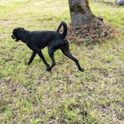 Adopt a dog:Orbit/Labrador Retriever/Male/Young,
