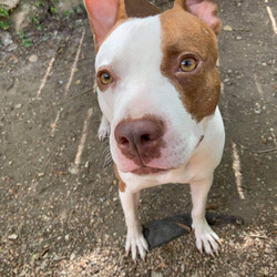 Adopt a dog:Tilly/American Staffordshire Terrier/Female/Adult,4yr old Spayed female, tested Heartworm negative, 49lbs. Has average energy and temperament. Good with dogs, kids, adults. Barks for attention. Loves humans, walks, playing outside. Super playful and sweet. Crate and house trained. Not cat tested but can be if asked. Micro chipped.