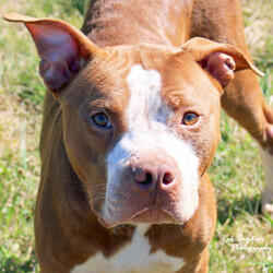 Adopt a dog:Squiggle/Pit Bull Terrier/Male/Adult,This sweet, sensitive boy bonds quickly with people and would love to have a forever family.  He does like to play with other dogs occasionally but would be just as happy as the only pet.  If he is the guy for you apply online at www.fwpbc.org
