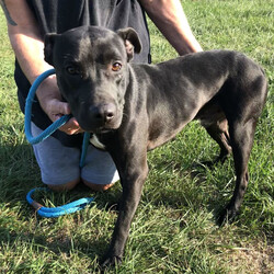 Adopt a dog:Evergreen/American Staffordshire Terrier/Male/Adult,3yr old neutered male American Staffordshire mix, 43lbs. Heartworm negative. Sweet, tiny and very playful. Very energetic and loving. Micro chipped. Rides really well in the car.