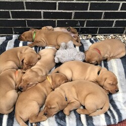 Stunning Fox Red Labrador KC Puppy For Sale/Labrador/Male/5 weeks,All puppies now reserved 
Very excited to announce the safe arrival
of 9 stunning Fox Red puppies on the 10th August, 5 dogs & 4 bitches
Bracken (Sabriverna Because of Love) our beautiful Fox Red Lab has had her first litter. Bracken is the most loveable kind natured, clever dog and fantastic with kids. Bracken lives in the house but is also a working dog at local shoots and has a passion for swimming. Bracken has an exceptional pedigree with many Field Trial Champions in her 5 Generation Pedigree. Bracken has clear eye score, 0 elbow score, 5/5 hip score, PRA, CNM, HNPK and SD2 clear medical history. The Sire is Arcklebear Caribou FTW (Ted) who is the most stunning Fox Red dog you will see and something to watch in the future for becoming a Field Trial Champion, from Arklebear Gundogs. Ted is a super dog with an excellent 5 Generation Pedigree and many Field Trial Champions in his pedigree. Ted has a clear eye score, 0 elbow and a fantastic hip score 0/1. PRA, CNM, EIC, SD2 and clear medical history
Certificates for all tests can be viewed
Your Puppy will leave us with:
KC registration
4 weeks insurance
First vaccination
Microchipped
Wormed
Flead
Vet check
Puppy Contract
Puppy food
Blanket
First toy
Puppy pads
Mum and Dads Health tests
Continued advice and support.
Our outstanding litter are only available to the best homes so background questions will be asked please do not be offended.
It is our aim to see our outstanding litter go to outstanding new homes for life the welfare of the puppies is our highest priority.
To be considered for puppy reservations you will have passed the initial vetting process and provided a £500 non-refundable deposit.
Regular pictures/videos can be sent
Ready 8 weeks of age for their new 5-star homes.