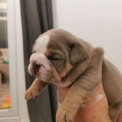 english bulldogs kc registered///4 weeks,we have been blessed with 2 blue and tan girls and 3 lilac and tan boys.

they are currently 4 weeks old and ready to fly the nest on the 18th of october we would prefer you to come and view puppies so we can meet each prior to purchasing one of our fur babies 

mum can be seen with pups she is our family pet and puppies raised in family home.

they will have all the basic requirements
vet checked 
wormed 
microchipped 
1 girl sold 1 boy sold 
kc registered 
first vaccinations