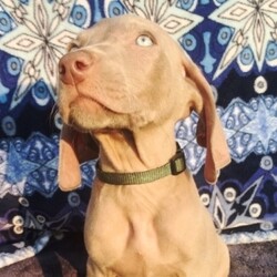 Frankie/Weimaraner/Male/,Hi there; my name is Frankie. I am silly and sweet as can be, and I am sure that I will make that perfect addition to your loving family. My favorite things to do are giving kisses, napping, and of course being a great friend. I am a very happy puppy as you can tell. I know I will make you smile. I am looking forward to going to my new home. I will be sure to be up to date on my puppy vaccinations and vet checked from head to tail, so we can go on those long walks together. If you are looking for a puppy that will make you laugh and smile, then look no further. I am the best at making people smile.