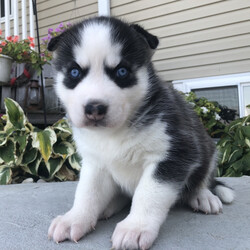 Zellar/Siberian Husky/Male/ Zellar/Siberian Husky/Male/,This is Zellar! He loves to play and run around all day. He is a little ball of fire! Zellar will be a very loyal companion to his new forever family and will come home to you up to date on vaccinations and a full head to tail vet check. He hopes you love to cuddle and take a nap after a long day of fun. Zellar will be well socialized. Don